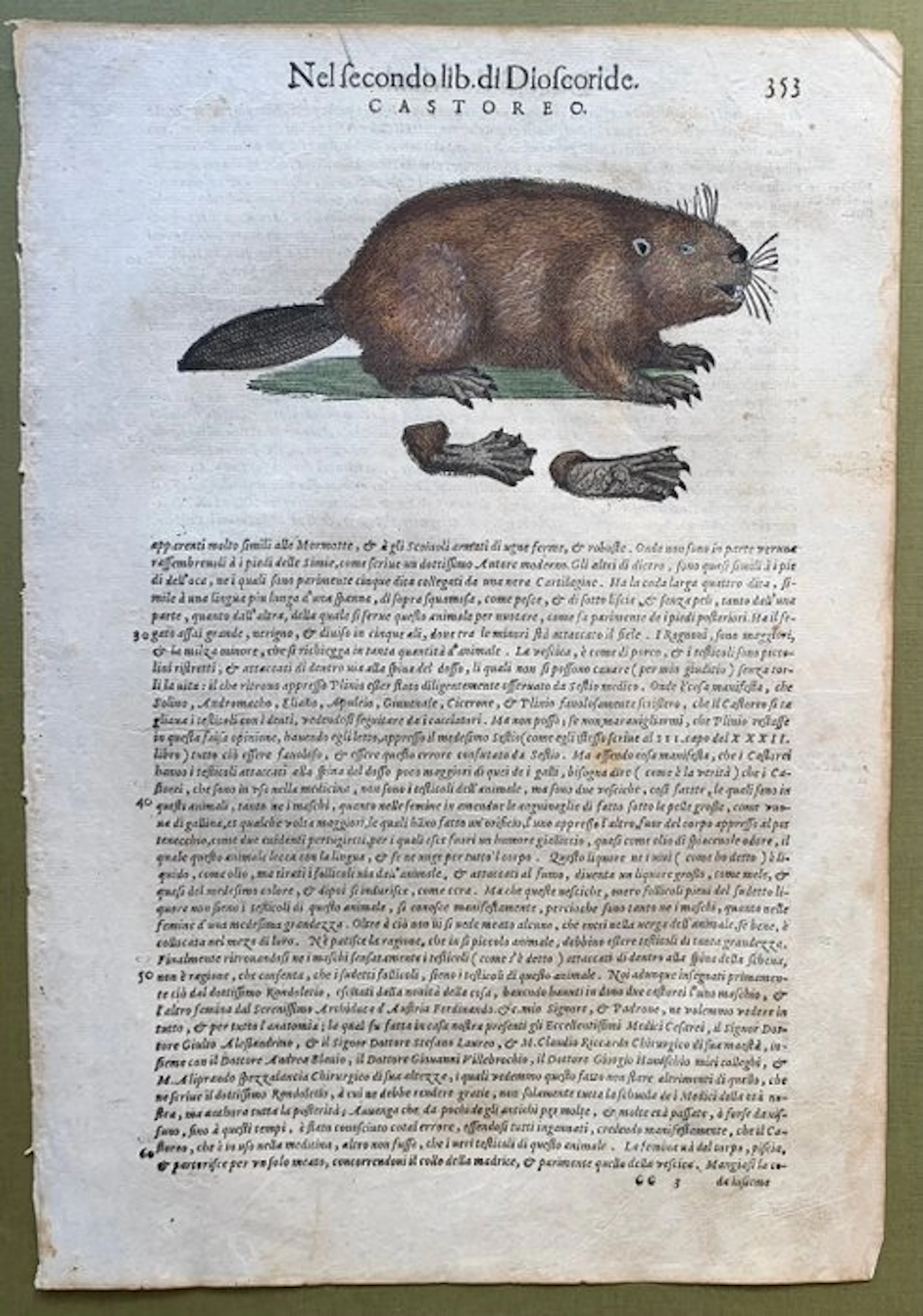 Il castoro - 1604