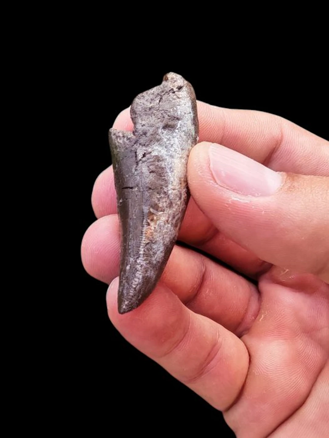 T-Rex - Fossil tooth - Tyrannosaurus Rex - 6 cm - 2 cm