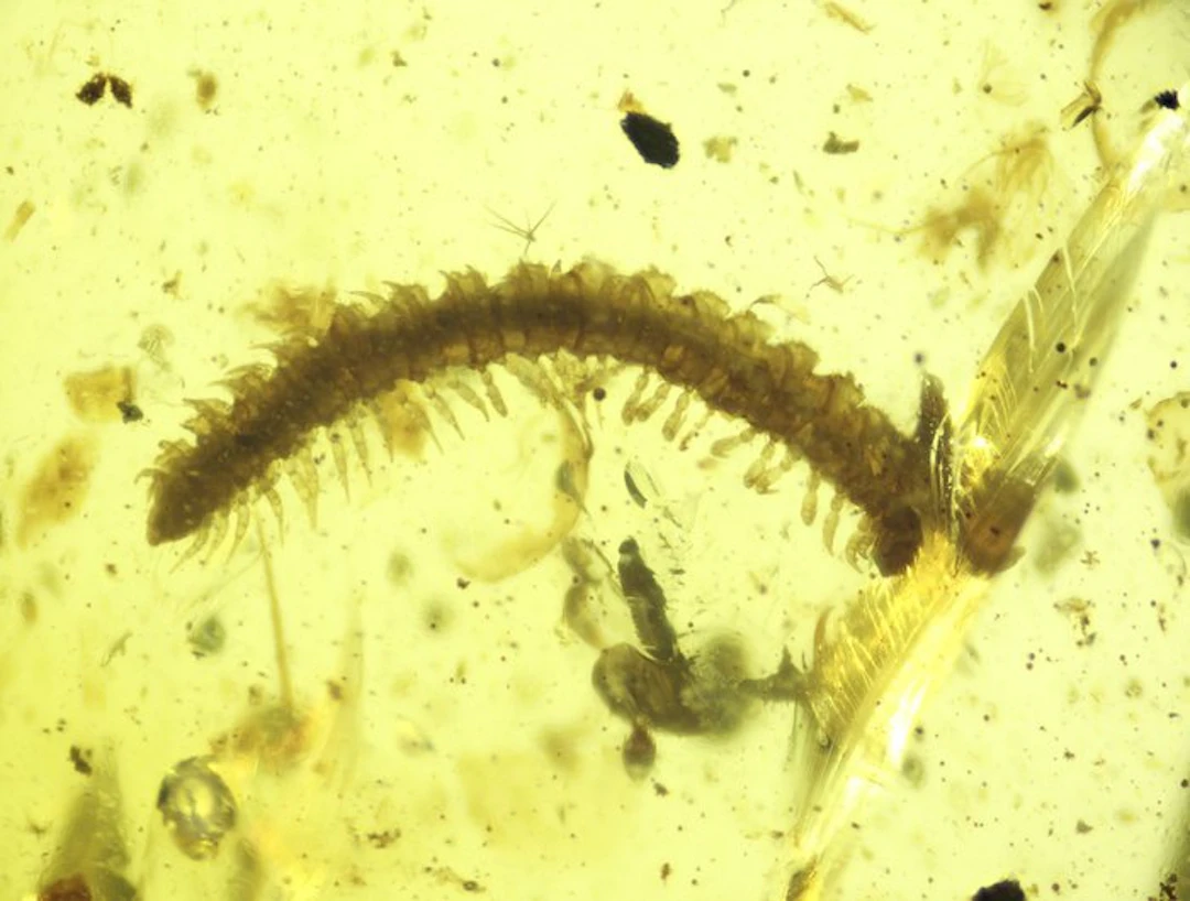 Burmese amber - Amber - Burmese Amber with Fossil Millipede (Diplopoda
