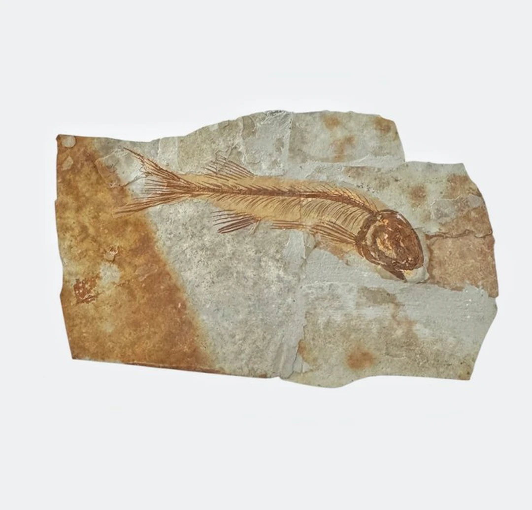 Fish - Fossilised animal - Fossil Fish from China (Lycoptera sp.) – Cretaceous