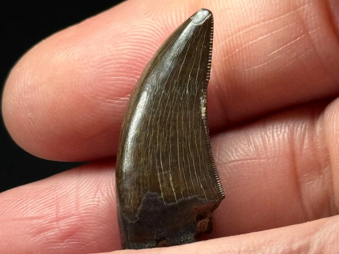 Tyrannosaurus fossil tooth (Nanotyrannus lancensis)