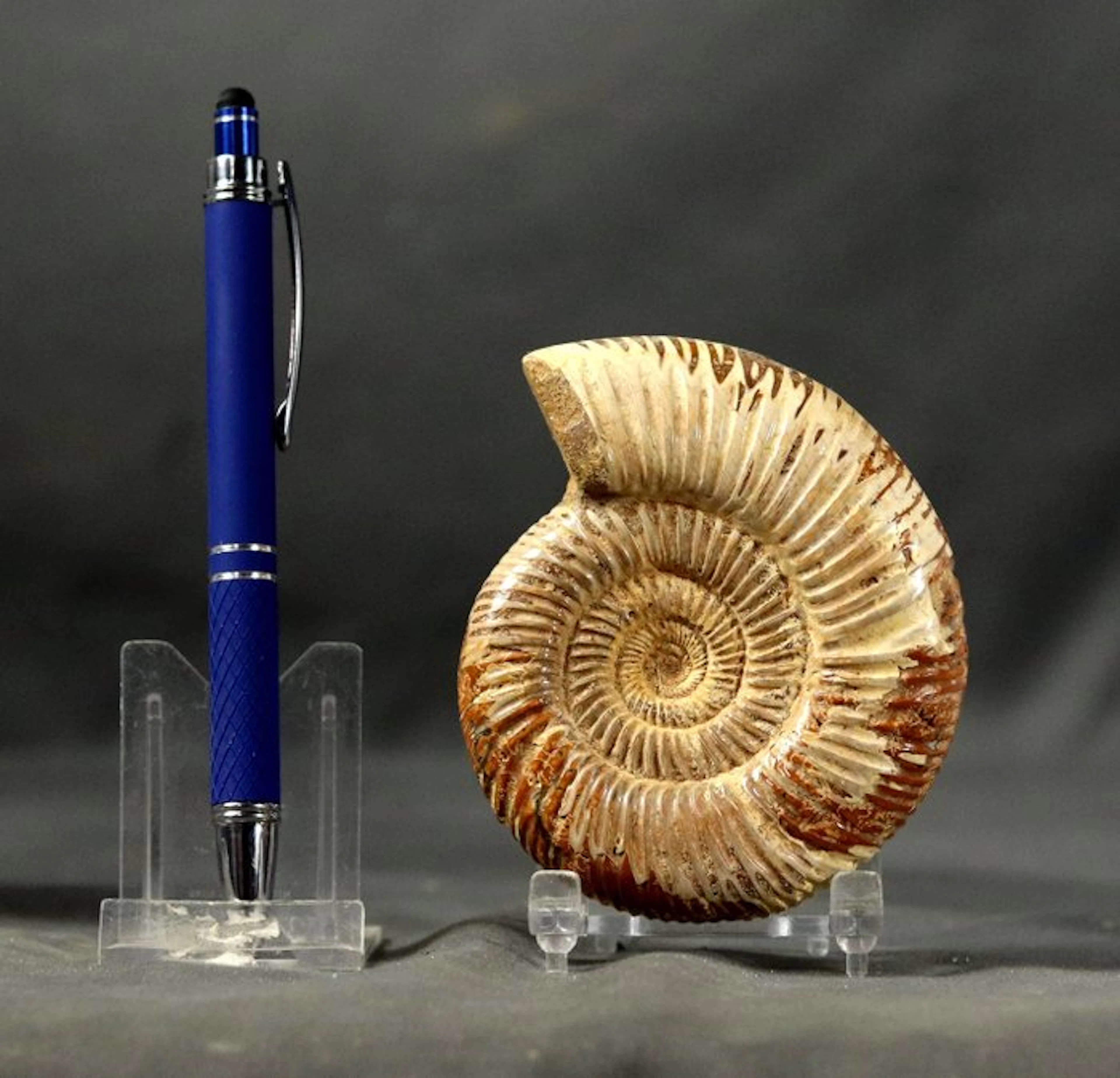 Finest ammonite with nice preservation and green calcite - Fossilised