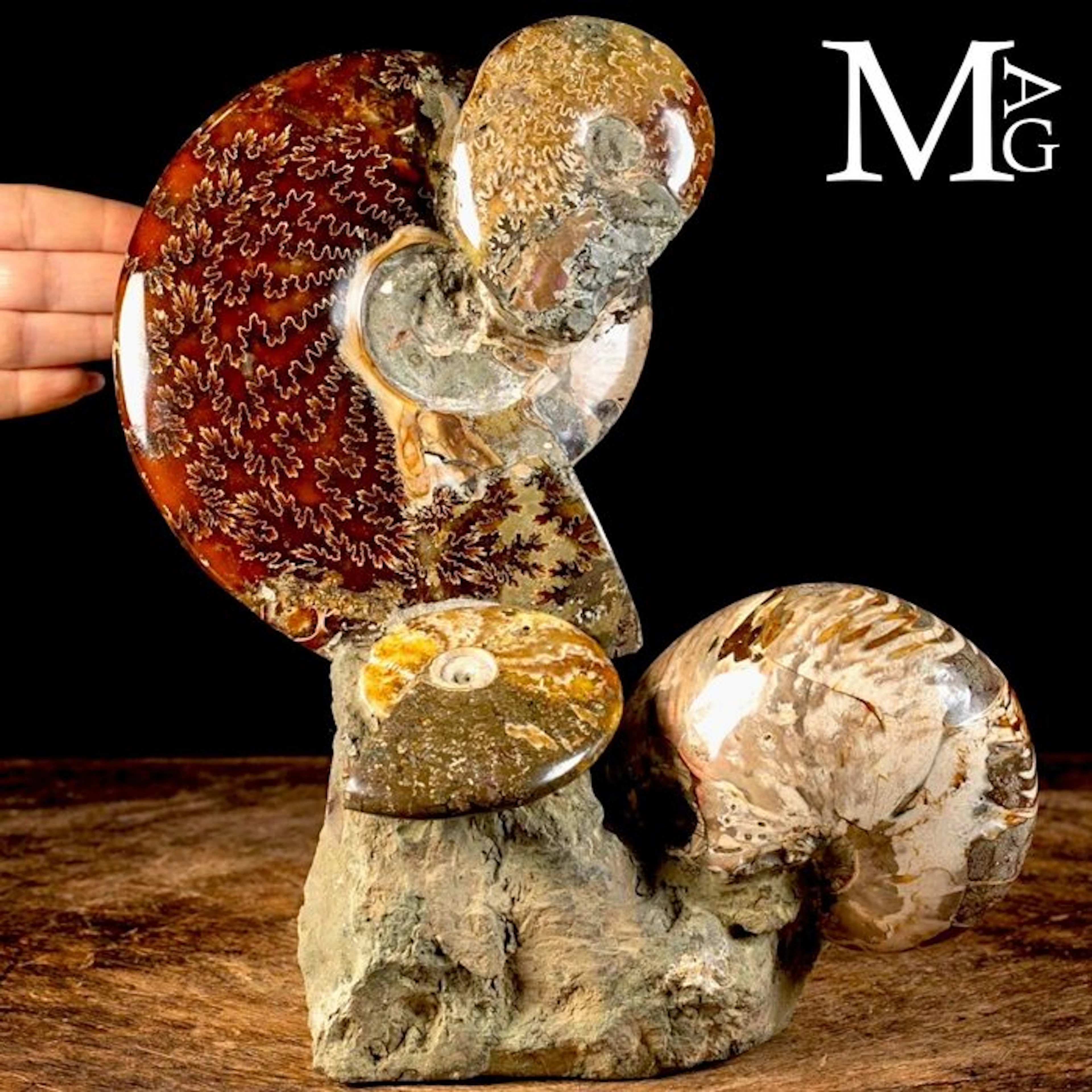 Wonderful Albian fossil group - ammonites and nautili on...