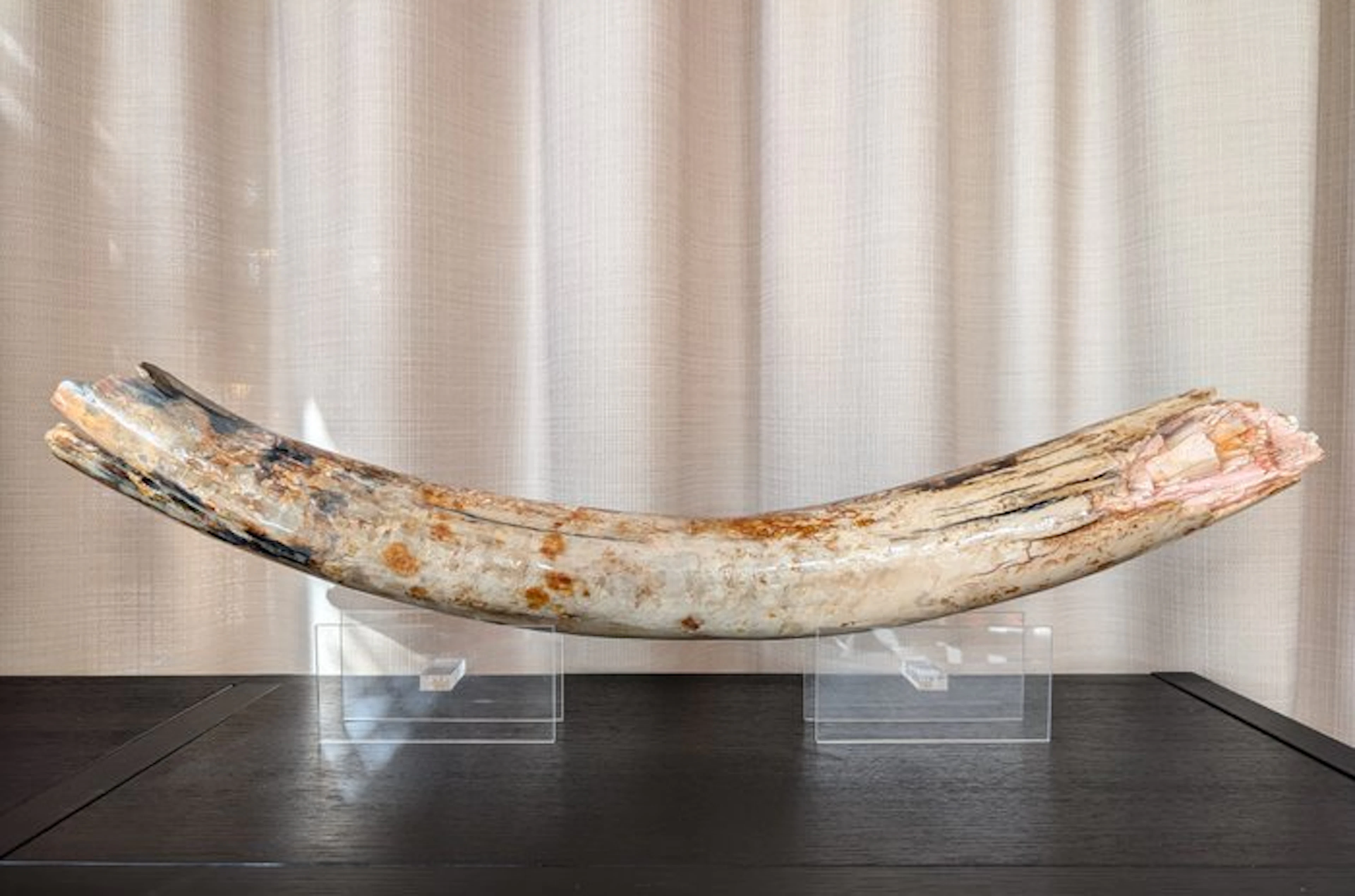 Woolly Mammoth - Fossilised tusk - Mammuthus primigenius - 8.6 cm - 90 cm