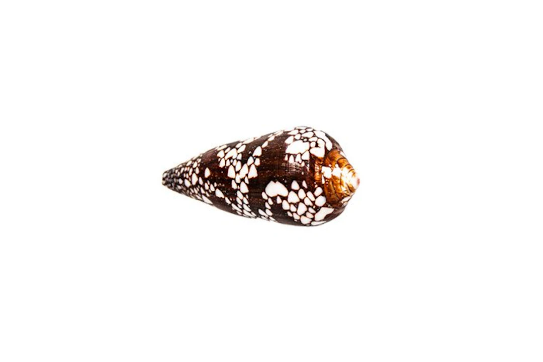 Filigree marine art: the bishop's cone snail in...