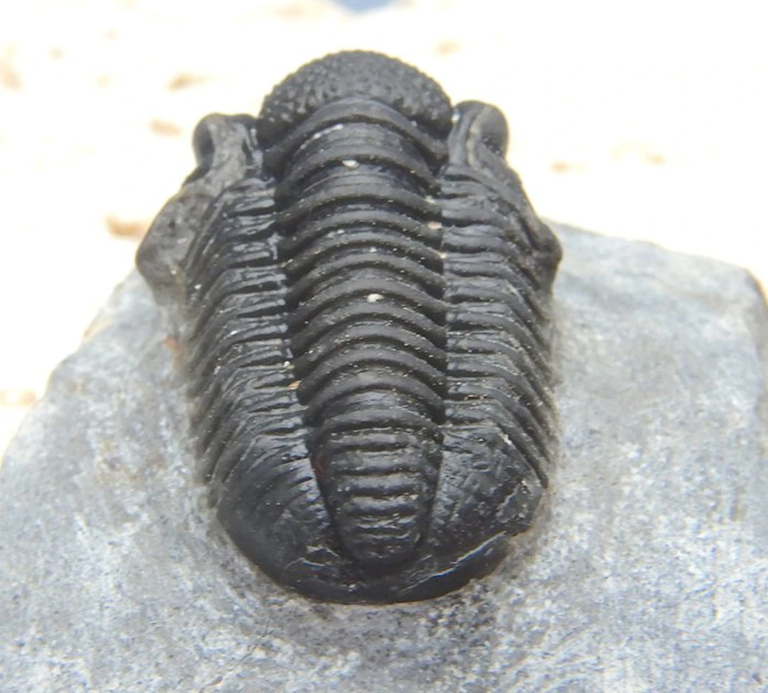 Fossil - Fossil skeleton - Double Gerastos - 2.5 cm (No reserve price)
