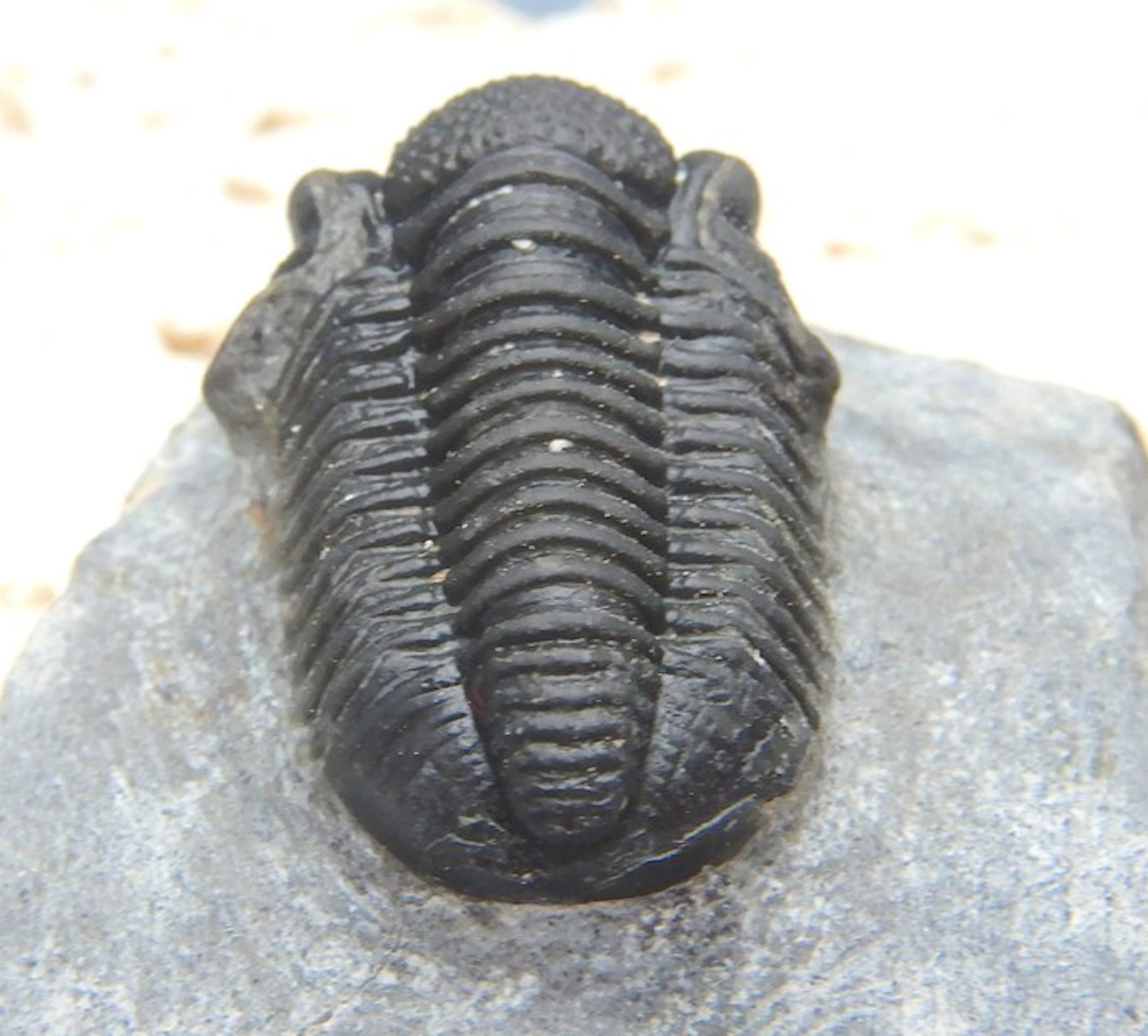 Fossil - Fossil skeleton - Double Gerastos - 2.5 cm (No reserve price)