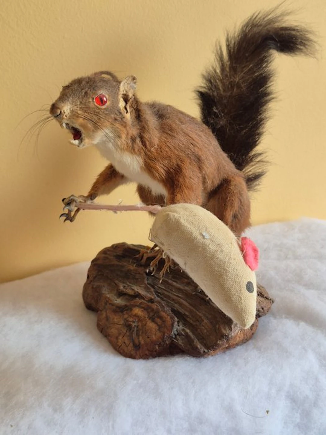 Douglas squirrel Taxidermy wall mount - Tamiasciurus...