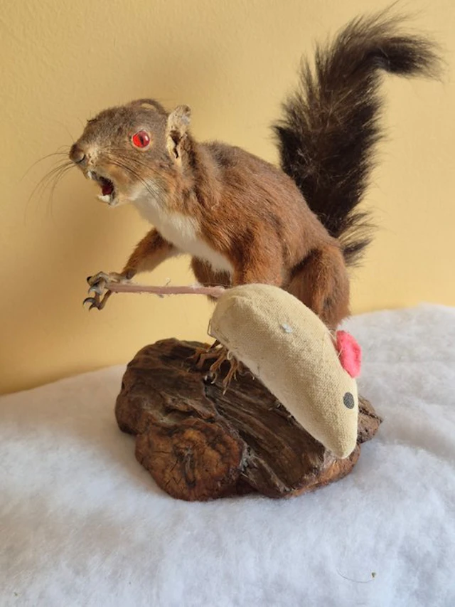 Douglas squirrel Taxidermy wall mount - Tamiasciurus...