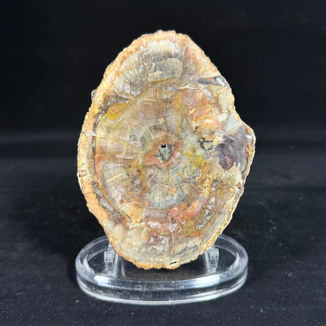 Fossil wood - Fossil fragment - Araucaria - Superb...