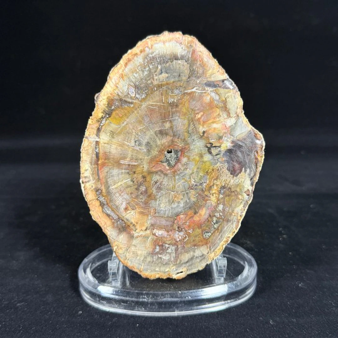 Fossil wood - Fossil fragment - Araucaria - Superb...