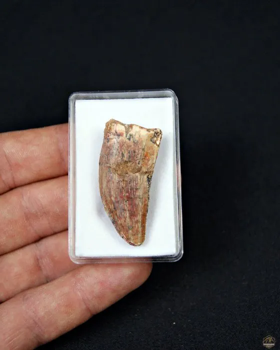 Dinosaur - Fossil tooth - Carcharodontosaurus
