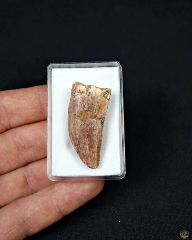 Dinosaur - Fossil tooth - Carcharodontosaurus