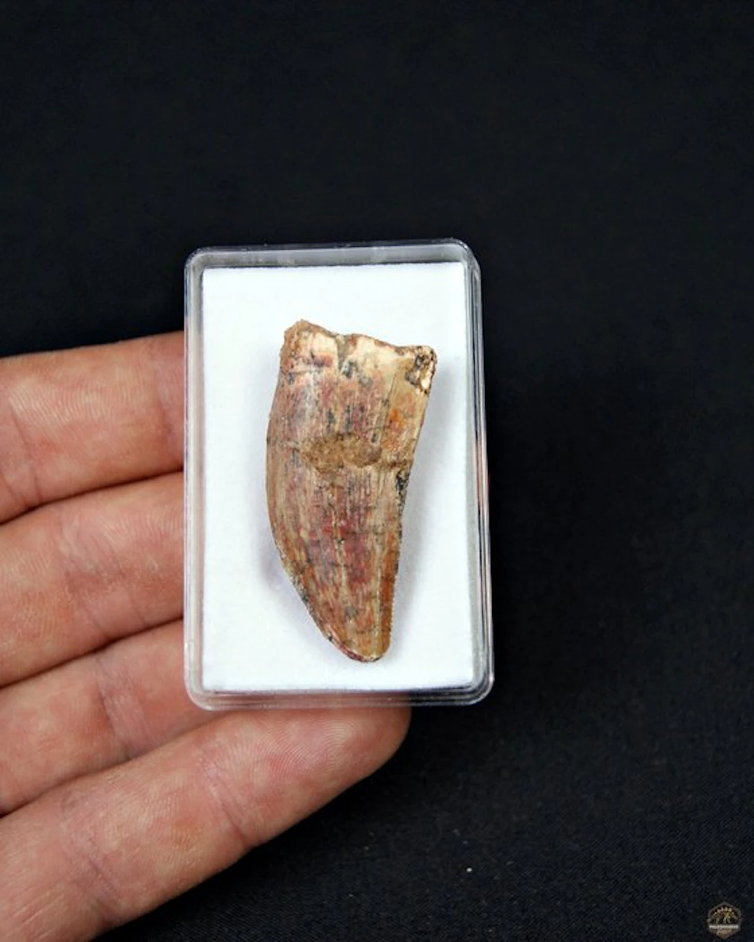 Dinosaur - Fossil tooth - Carcharodontosaurus