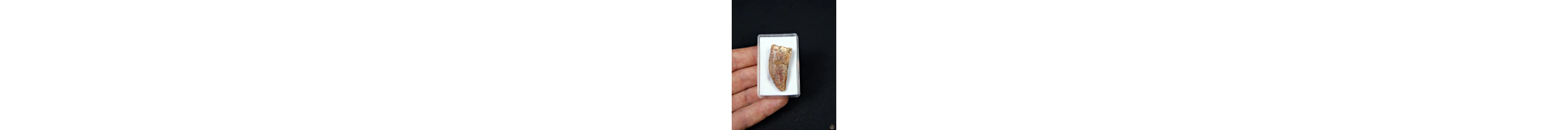 Dinosaur - Fossil tooth - Carcharodontosaurus