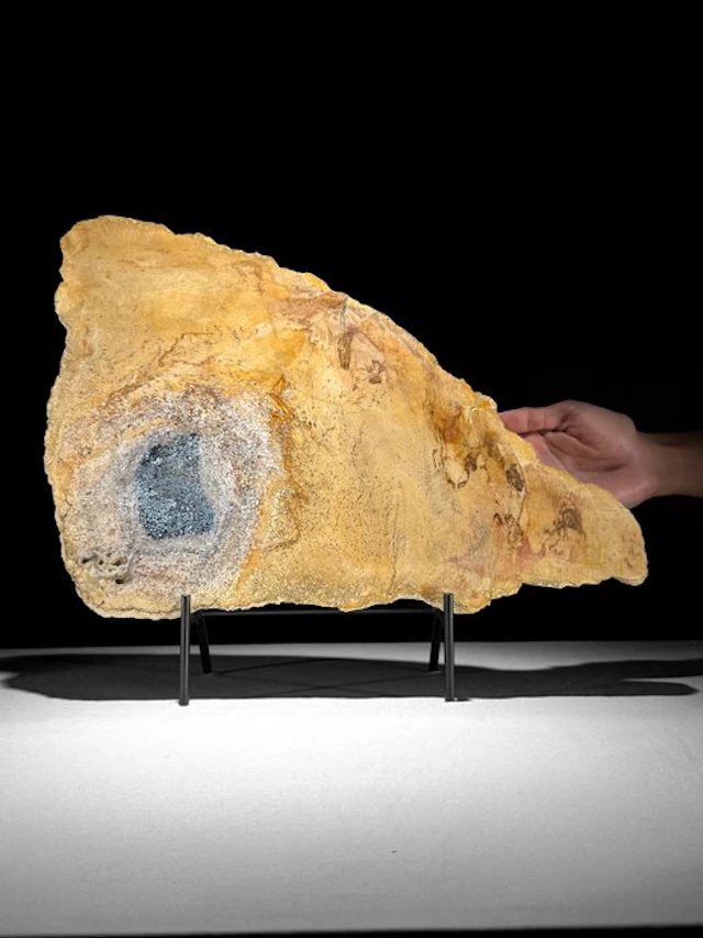 C - Stunning Slice of Petrified Wood on a custom stand...