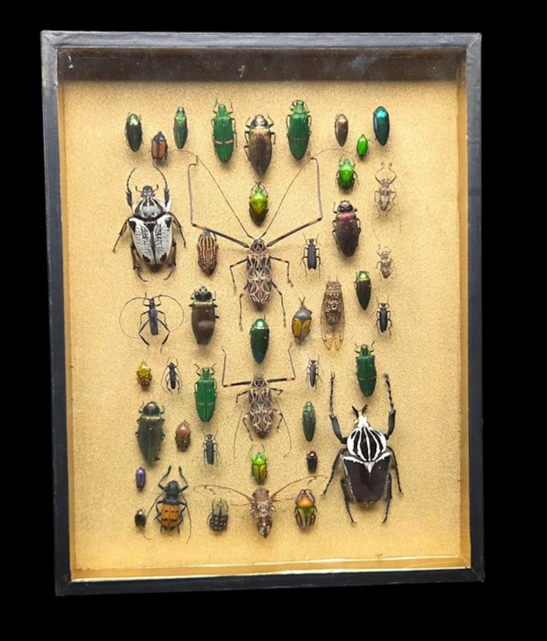 Very Large Wold Beetles and cicada incide xxl wood box...