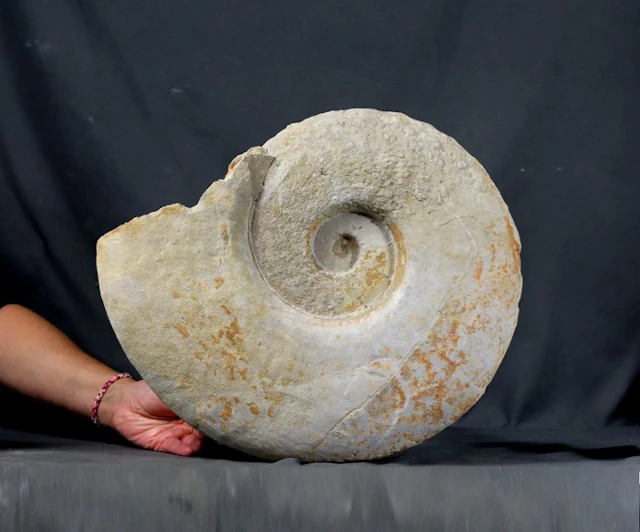 A very big french ammonite - 40 cm !! - Fossilised animal - Leopoldia levigata