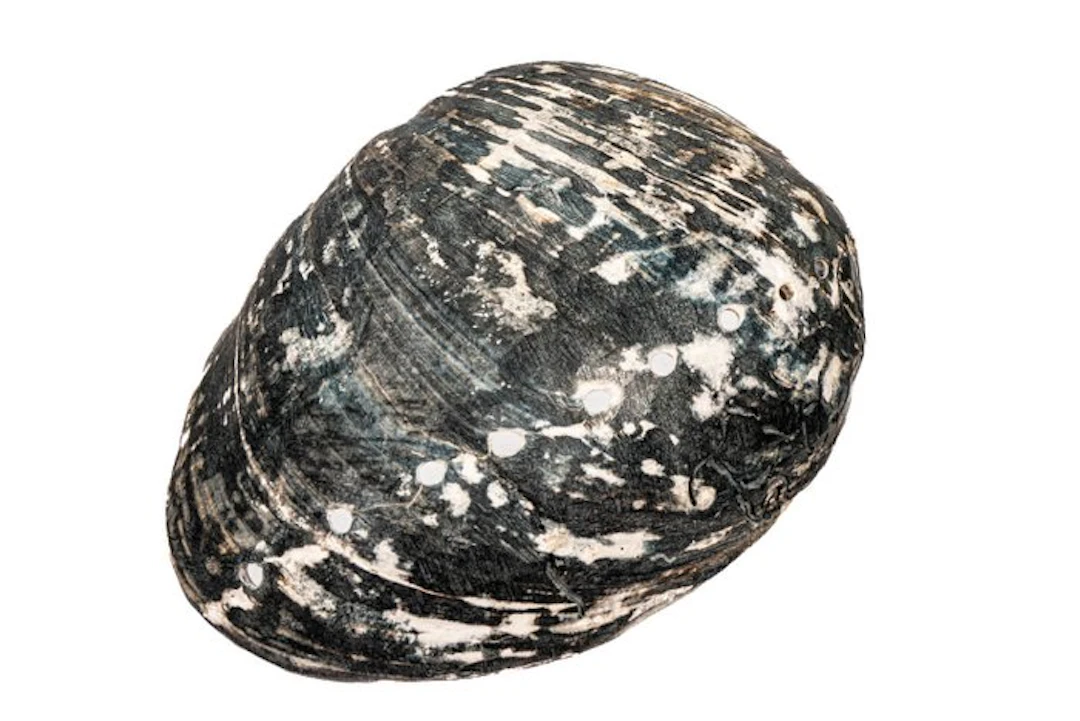 Historical Haliotis cracherodii (150mm) §§ Black Abalone...