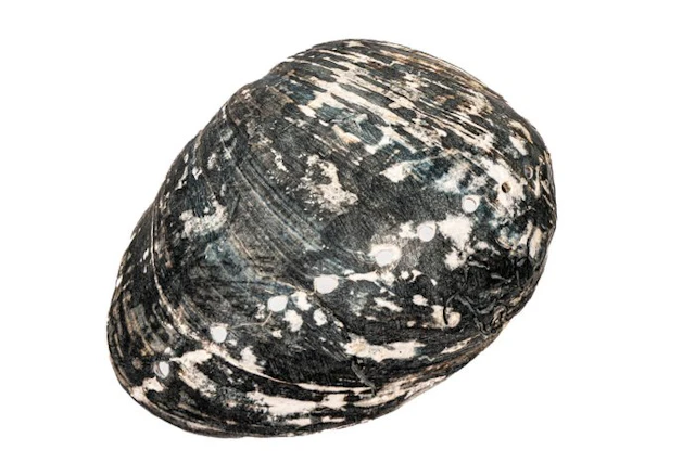 Historical Haliotis cracherodii (150mm) §§ Black Abalone...