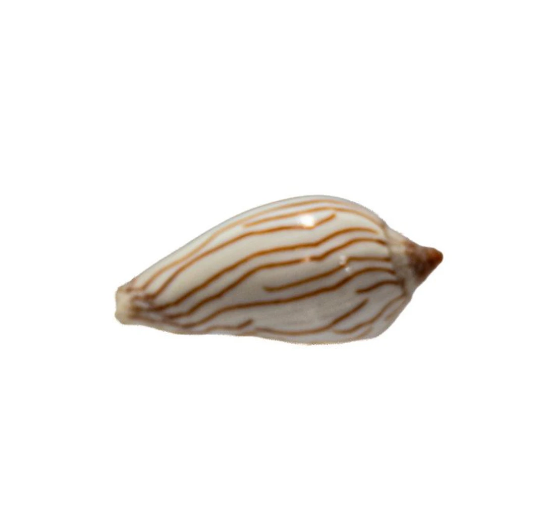 Zebra Volute (Amoria zebra) – a glossy natural work of...