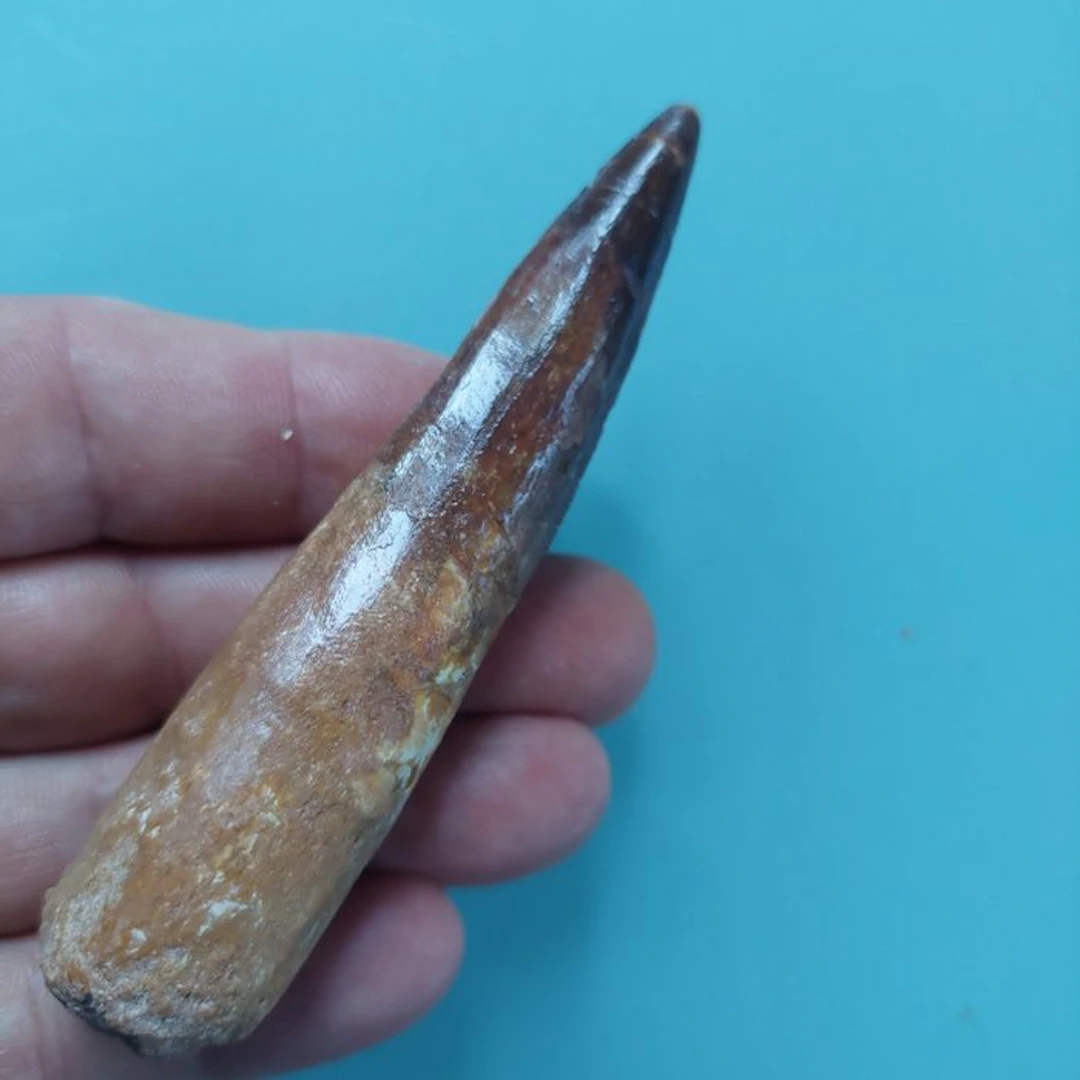 Spinosaur - Fossil tooth - 98 mm - 25 mm
