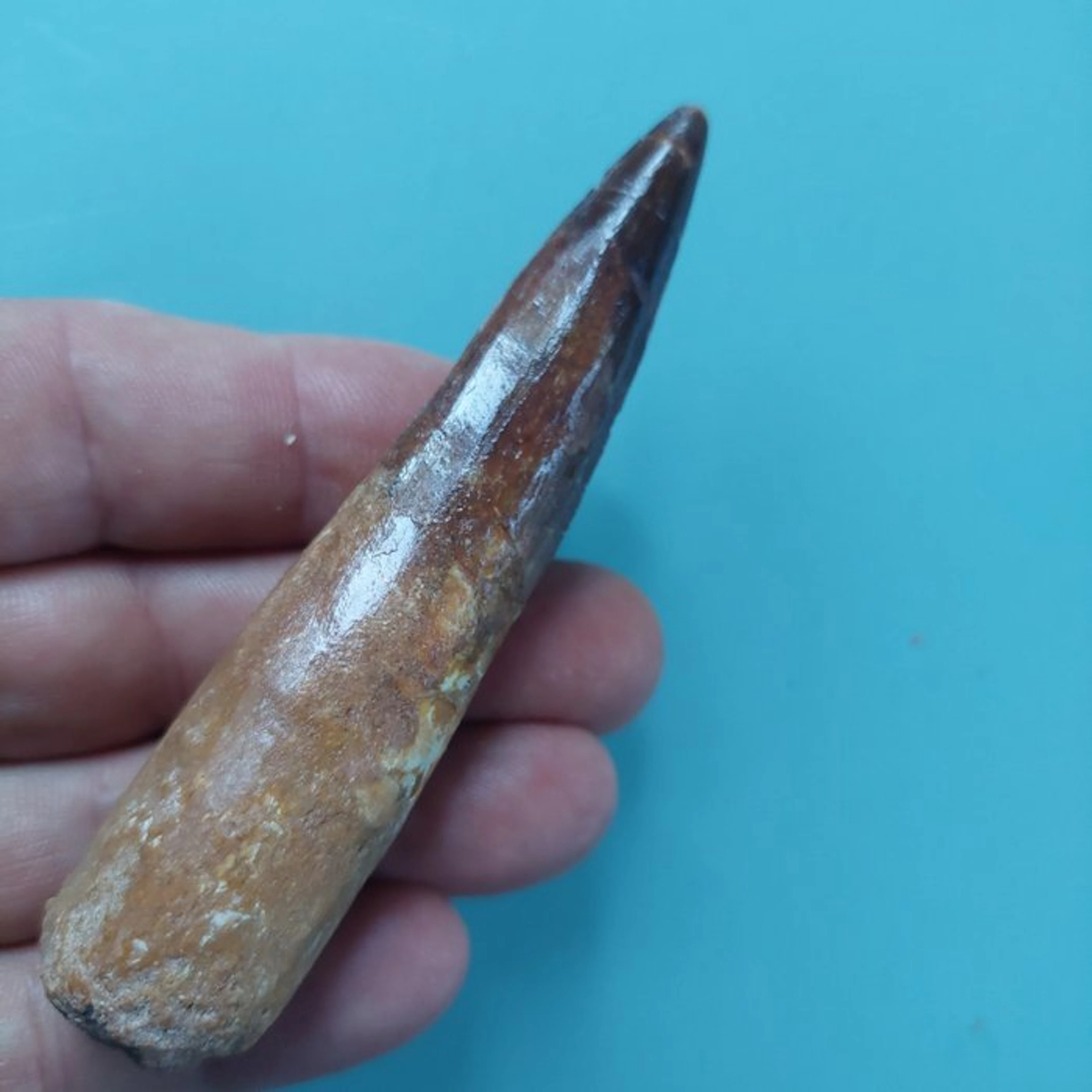 Spinosaur - Fossil tooth - 98 mm - 25 mm