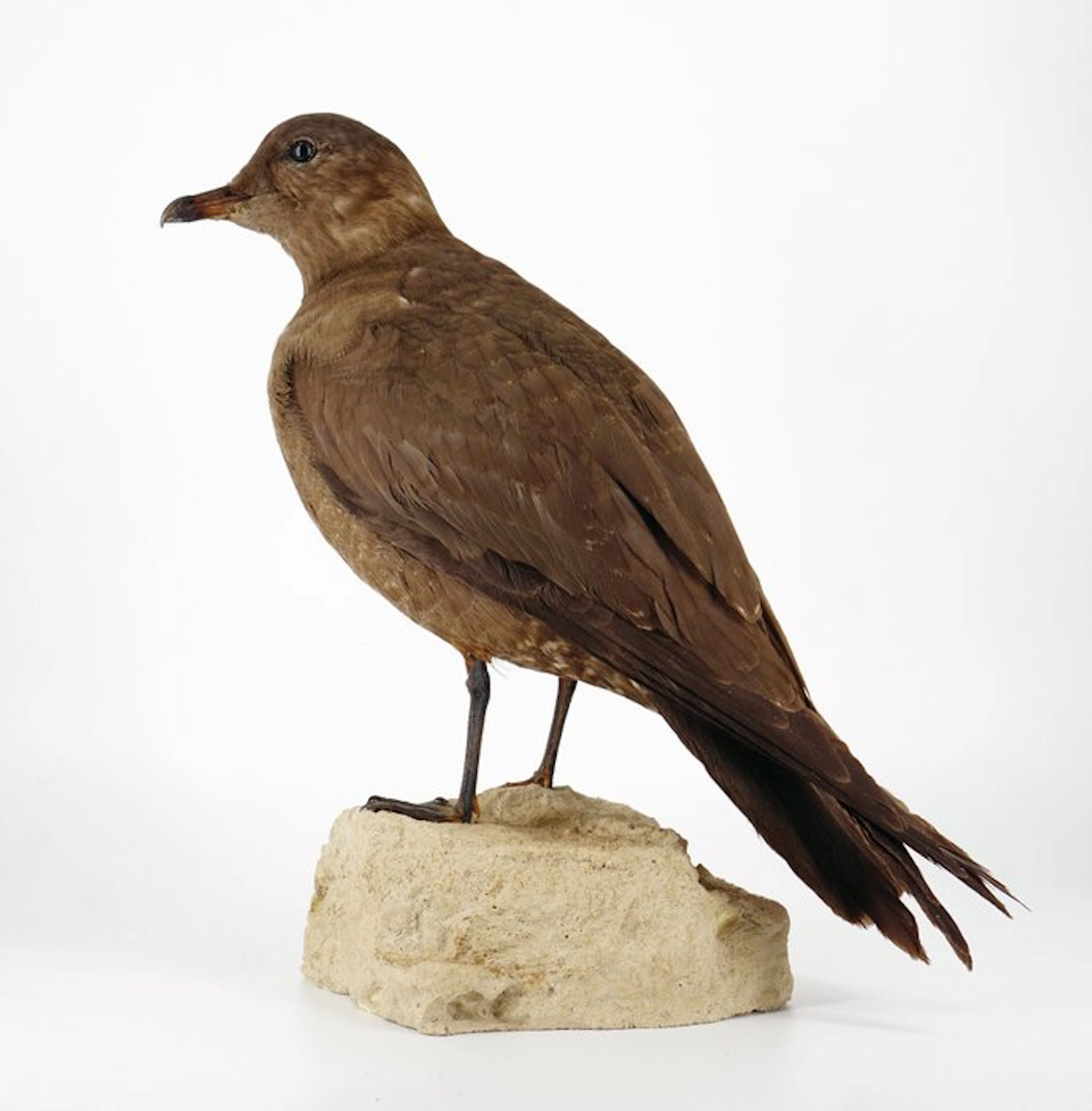 Labbo (dark morph) Taxidermy full body mount...