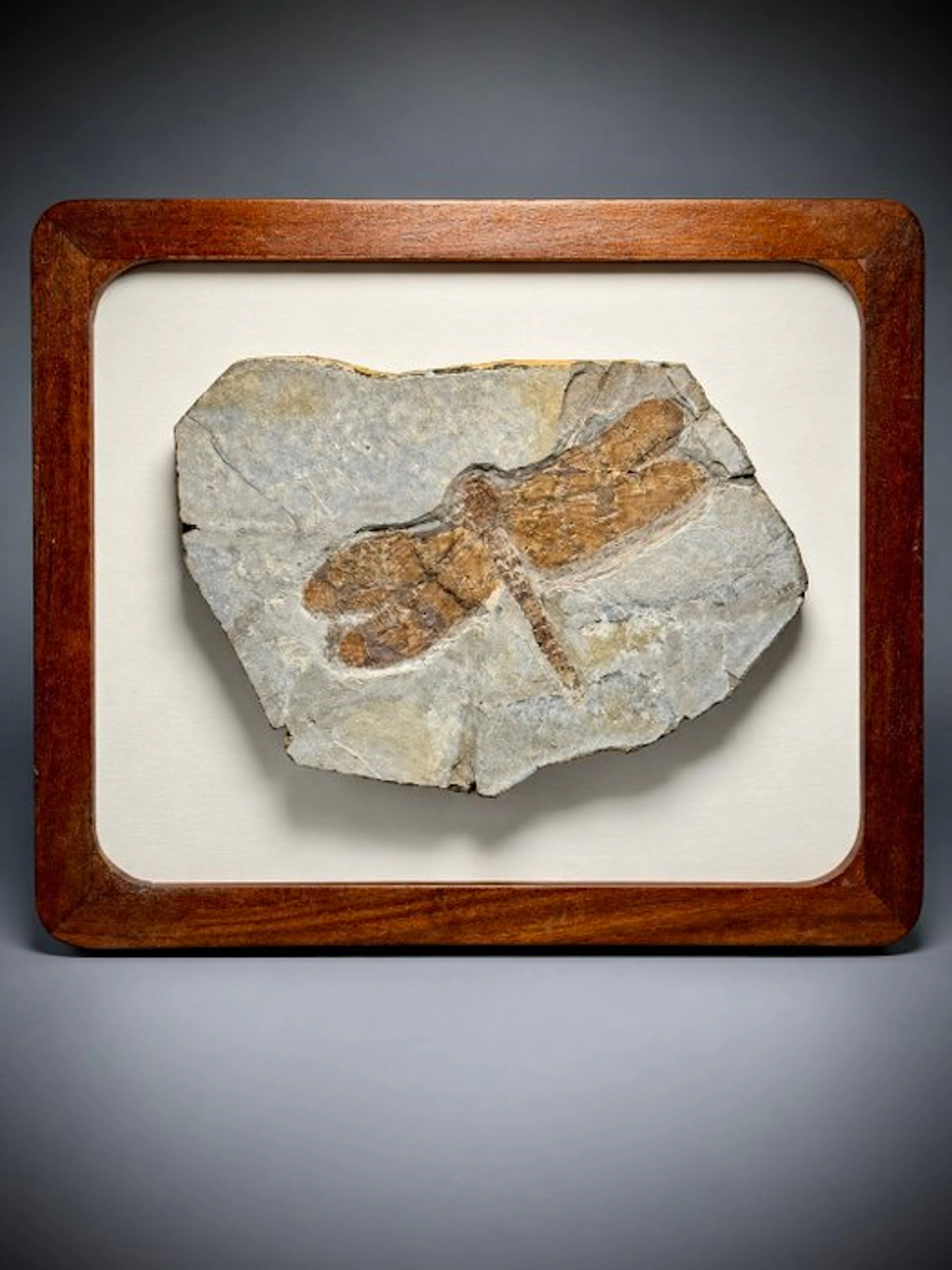 Exceptional fossil dragonfly-13 cm wingspan- Wooden...