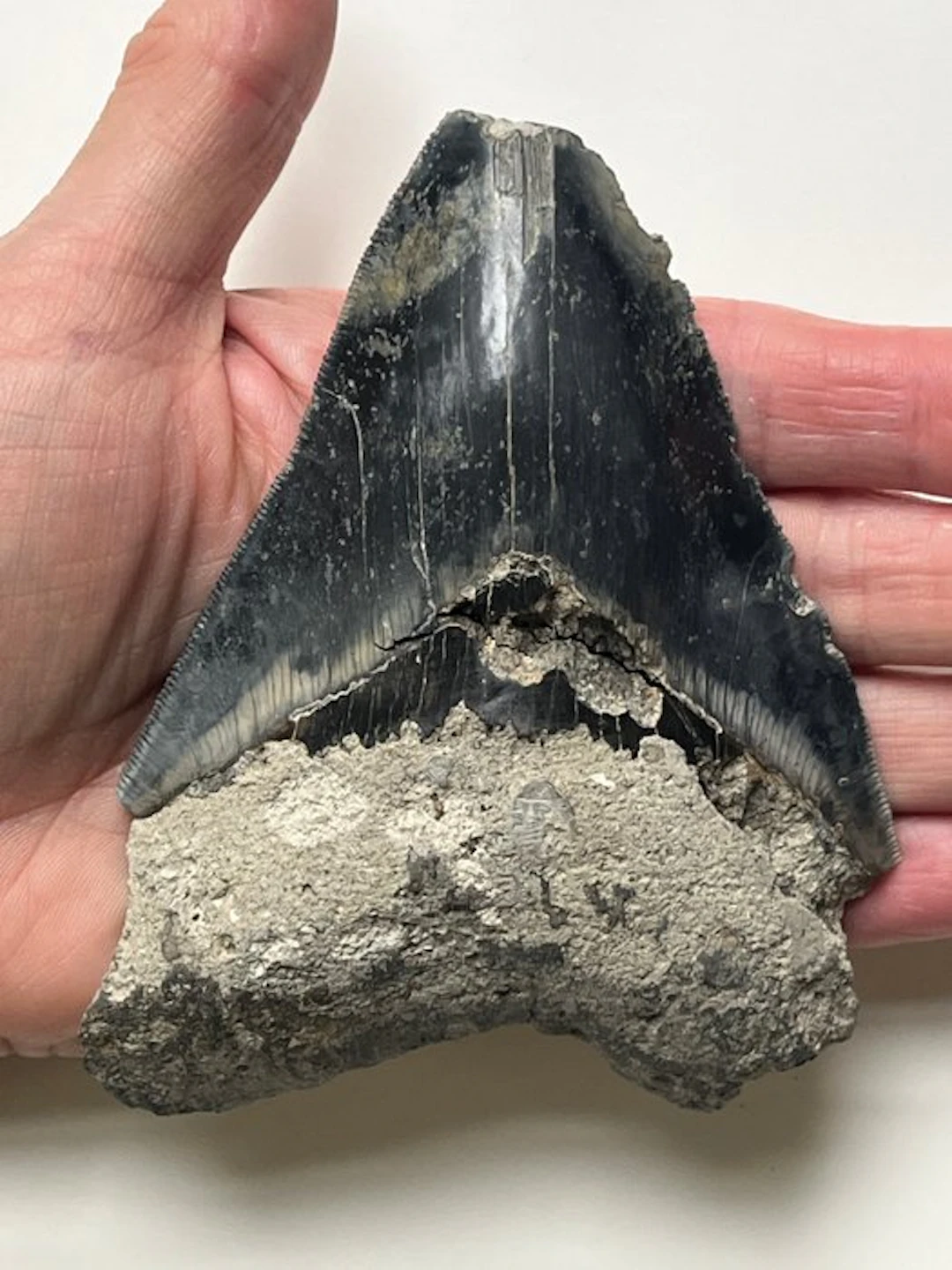 Megalodon tooth 12,0 cm - Fossil tooth - Carcharocles...