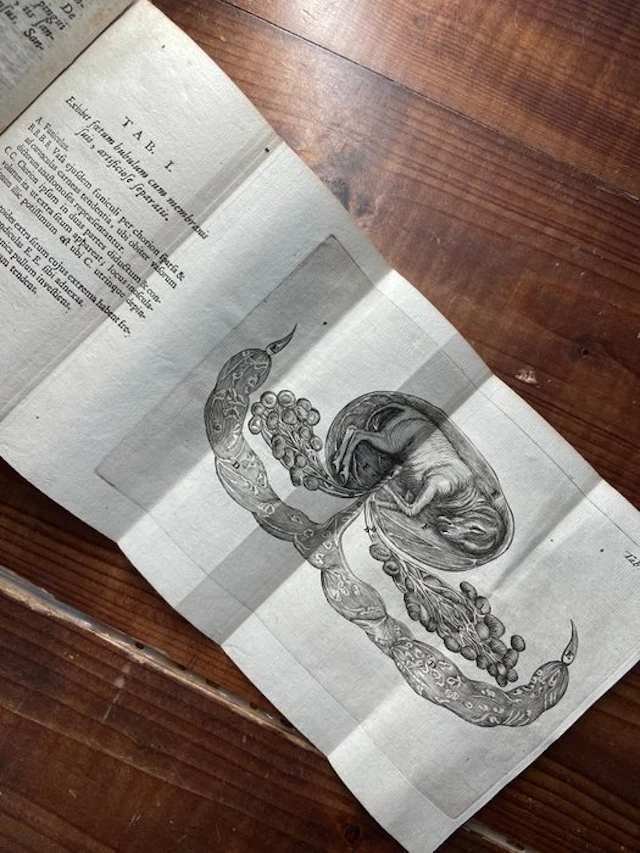 Gualtero Needham - Disquisitio anatomica de formato foetu - 1667