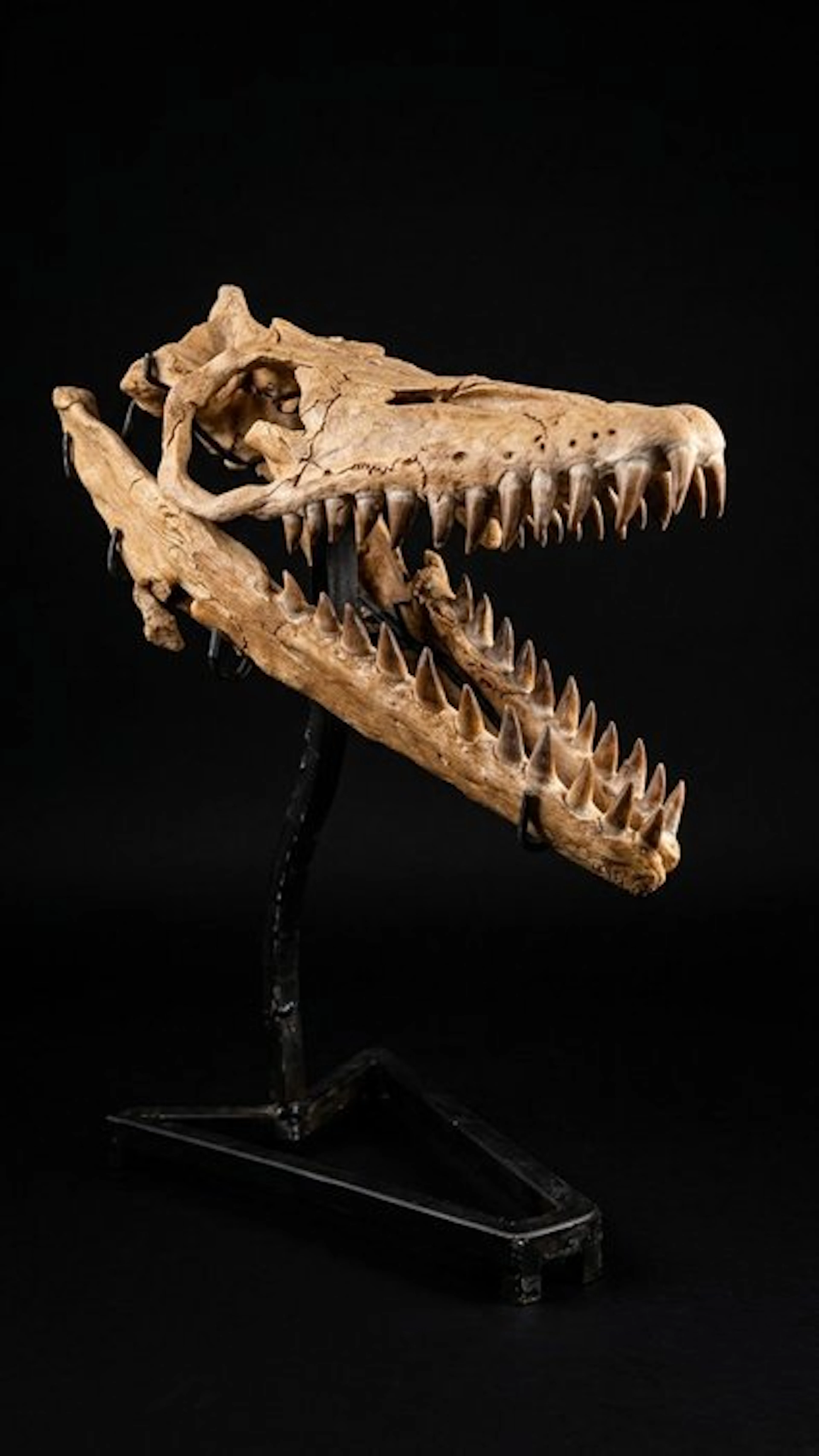 Marine reptile Skull on stand - Mosassaurio GRANDE - 50 cm - 30 cm