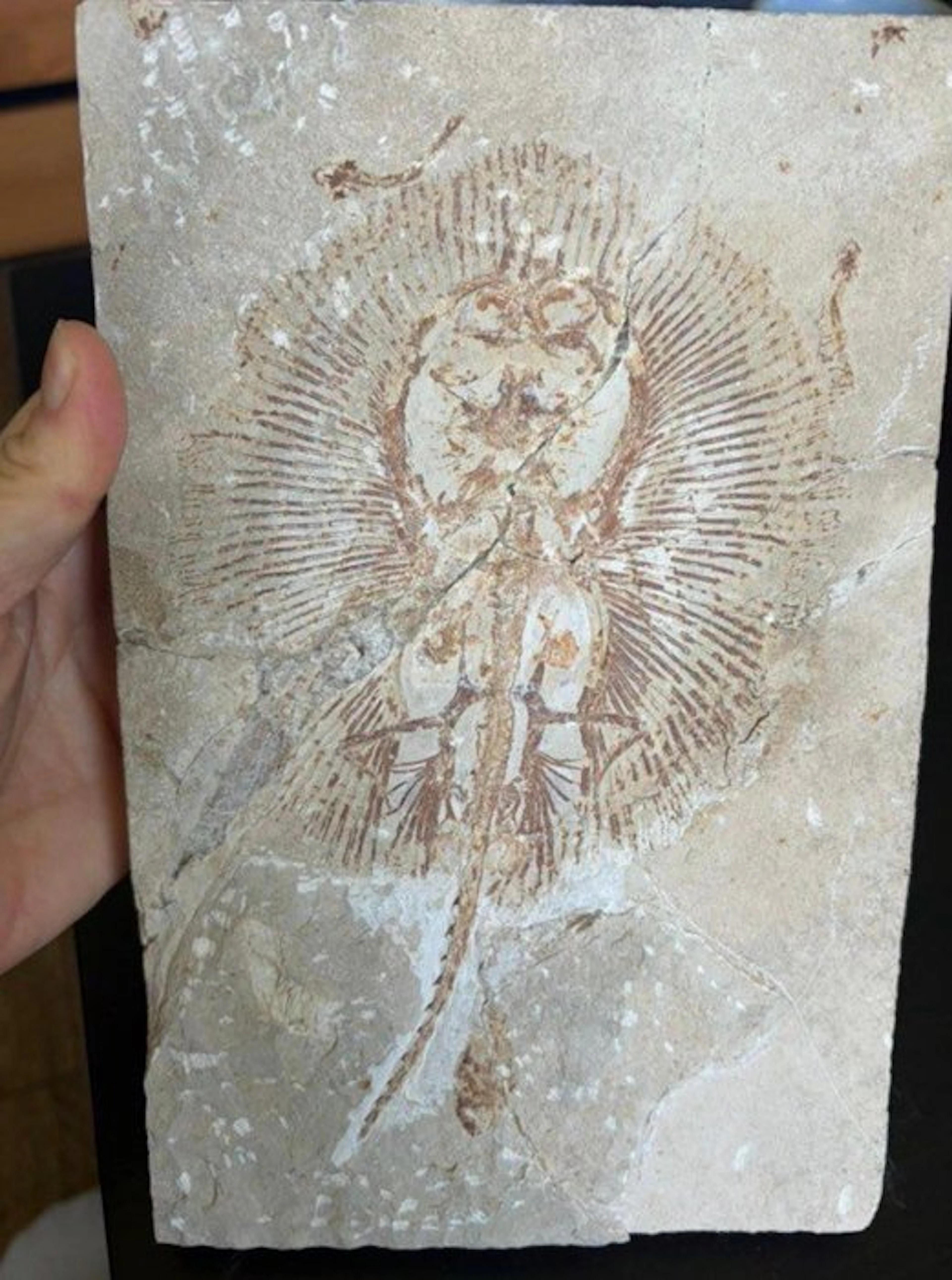 Fish - Fossil plate matrix - cyclobatis - 22 cm - 15 cm