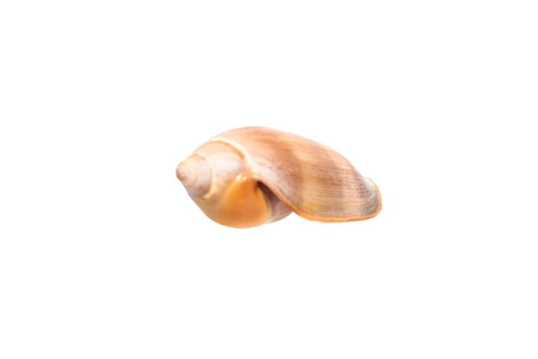 Marqiuella pringlei – Majestic deep-sea treasure from...