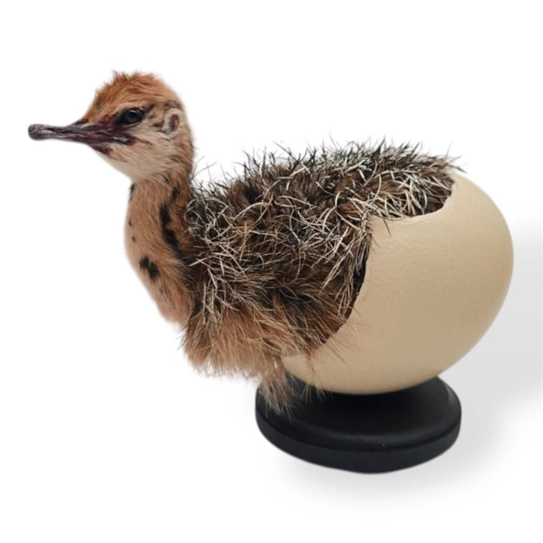 Baby ostrich with an egg