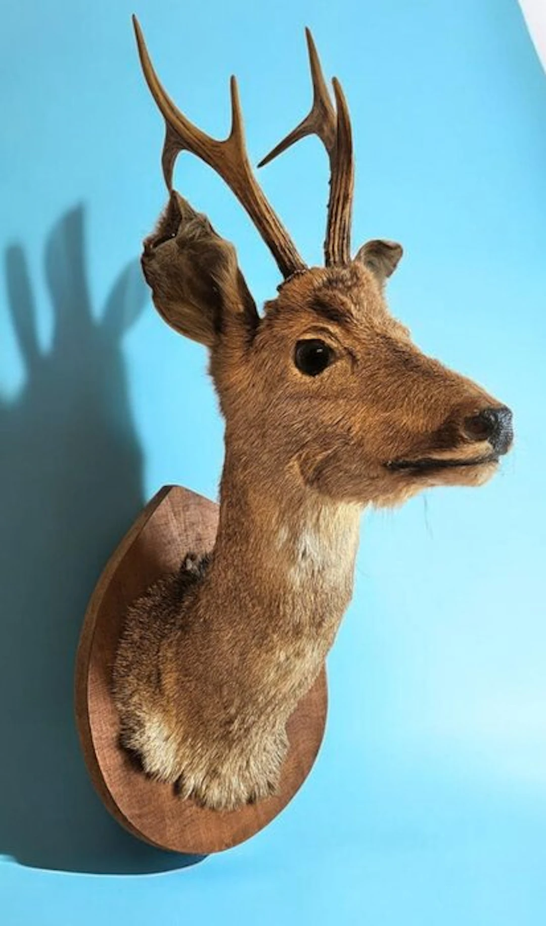 Roedeer Taxidermy head mount - Capreolus capreolus - 63 cm - 27.5