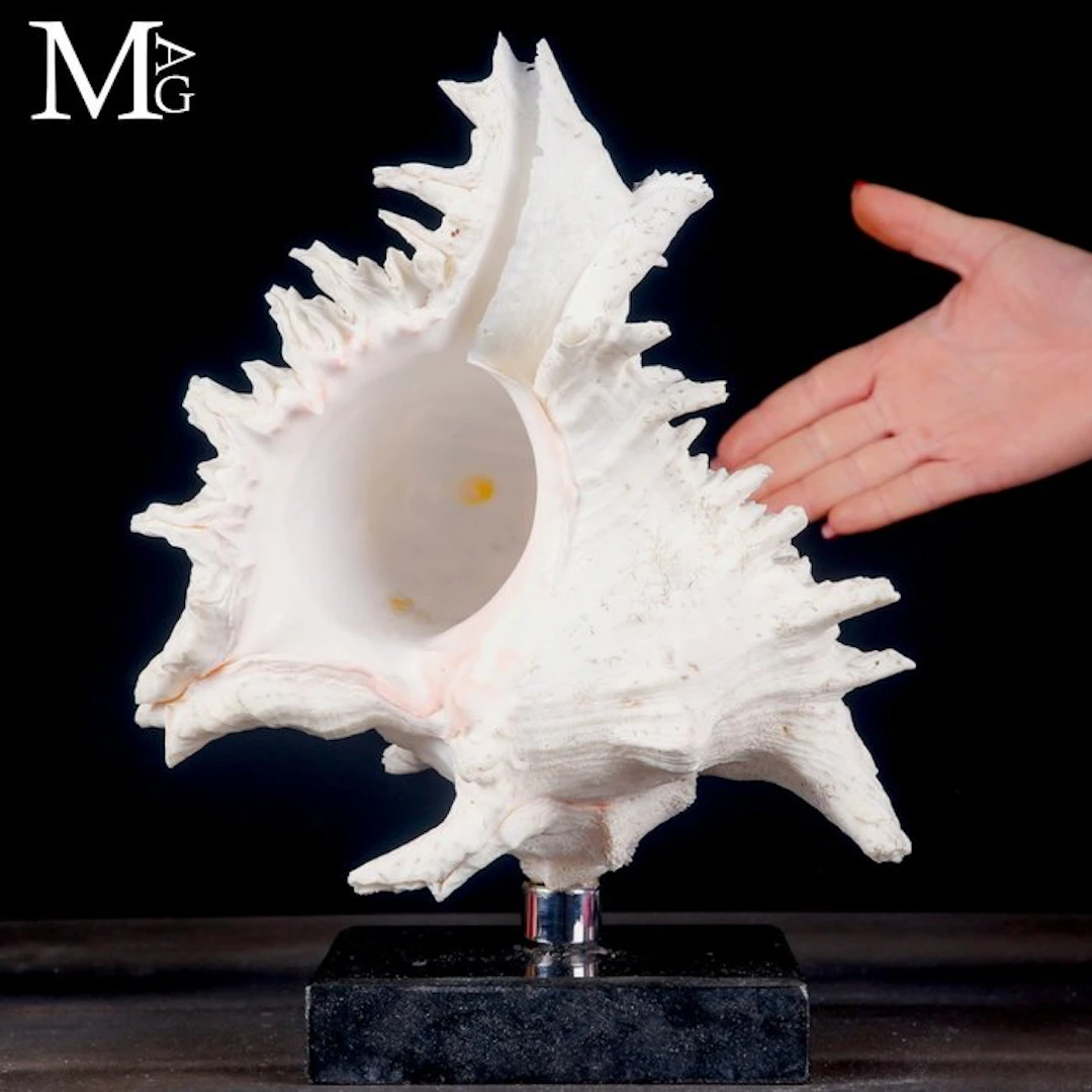 Large Ramose Murex Shell A Masterpiece of Natural...