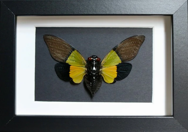 Insect Taxidermy full body mount - Cigale Trengganua...