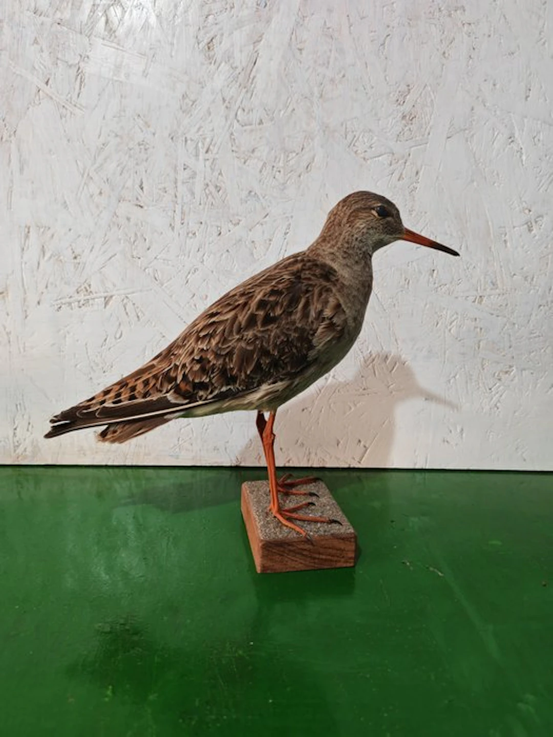 fighter Taxidermy full body mount - Calidris prugnax - 26 cm - 16