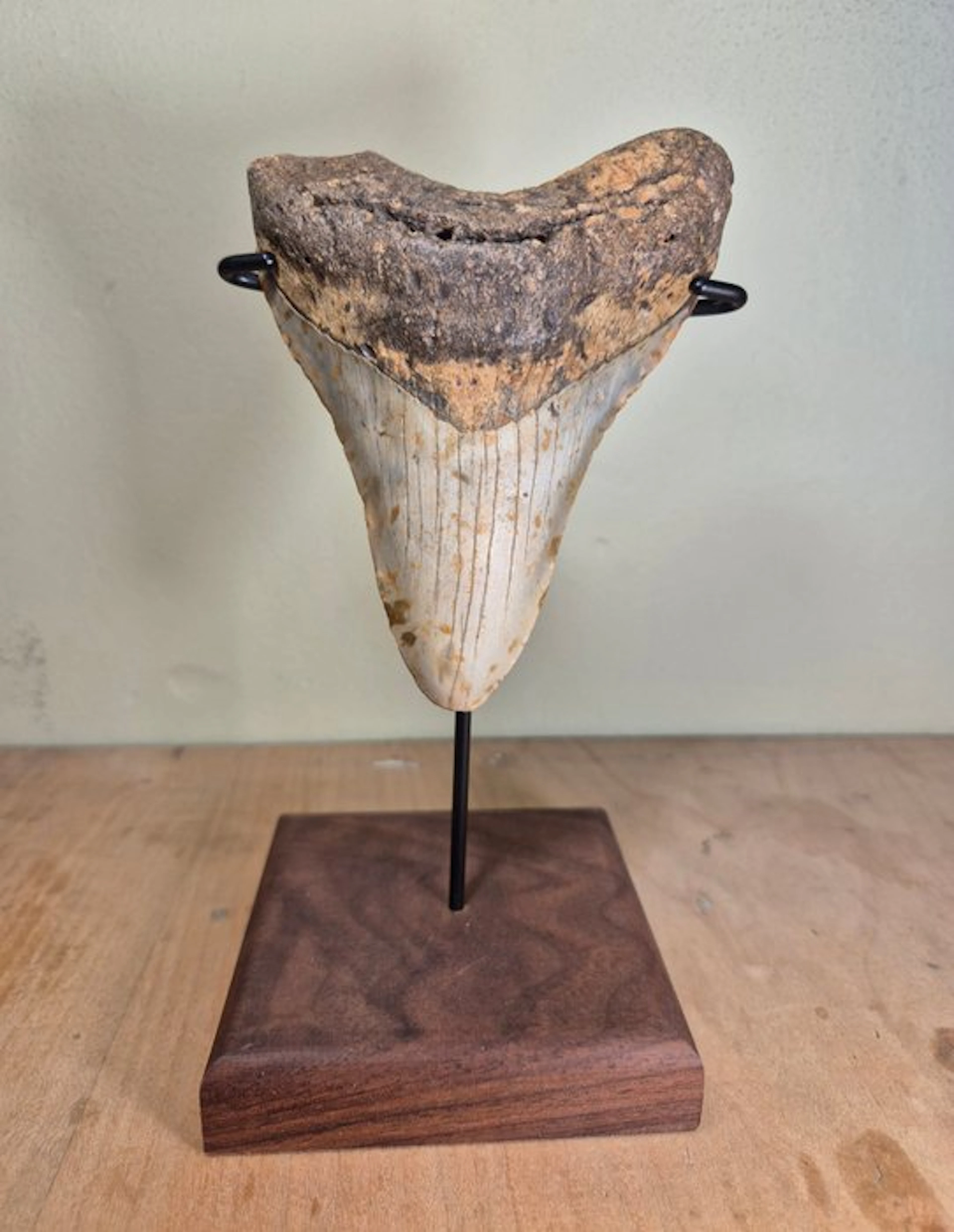 Large Megalodon tooth - Fossil tooth - Otodus Megalodon - 11.92 cm