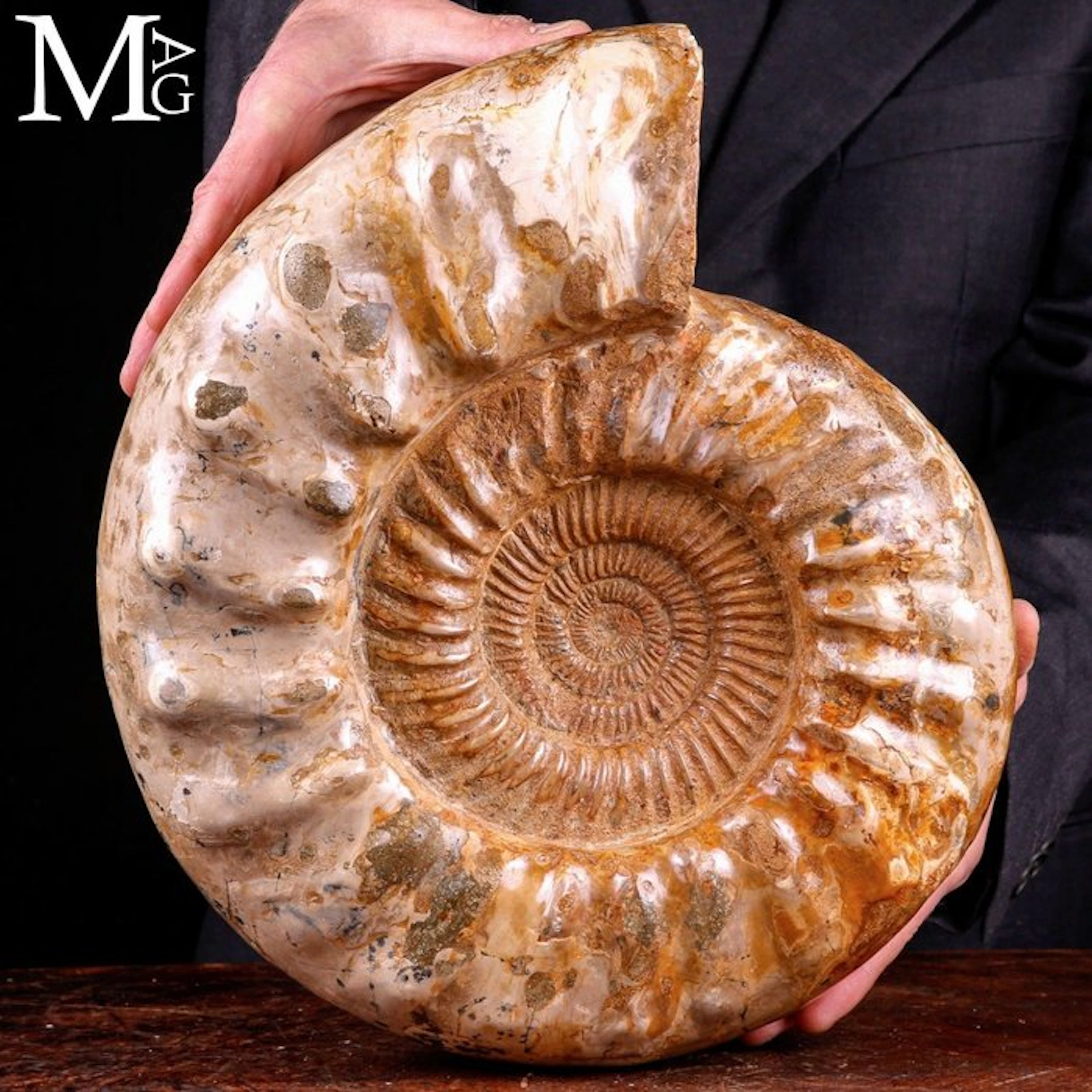Large Douvilleiceras Fossil Ammonite A Cretaceous...