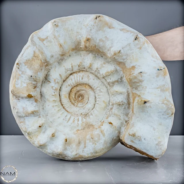 Beautiful natural ammonite from Madagascar – A fossil of history- 32305.33 g