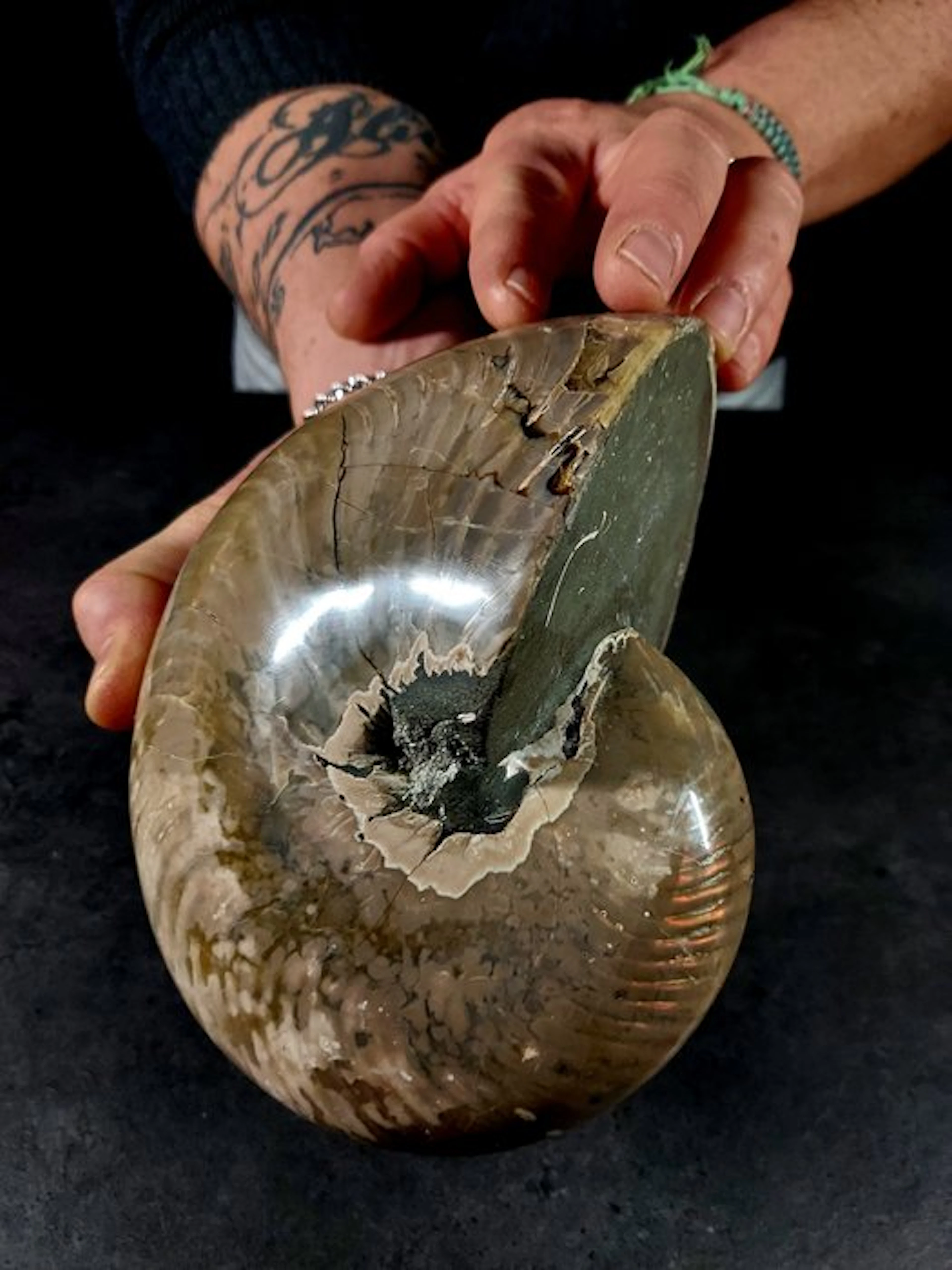 Fossilized nautilus - Fossilised animal - cymatoceras - 18 cm - 14.5 cm