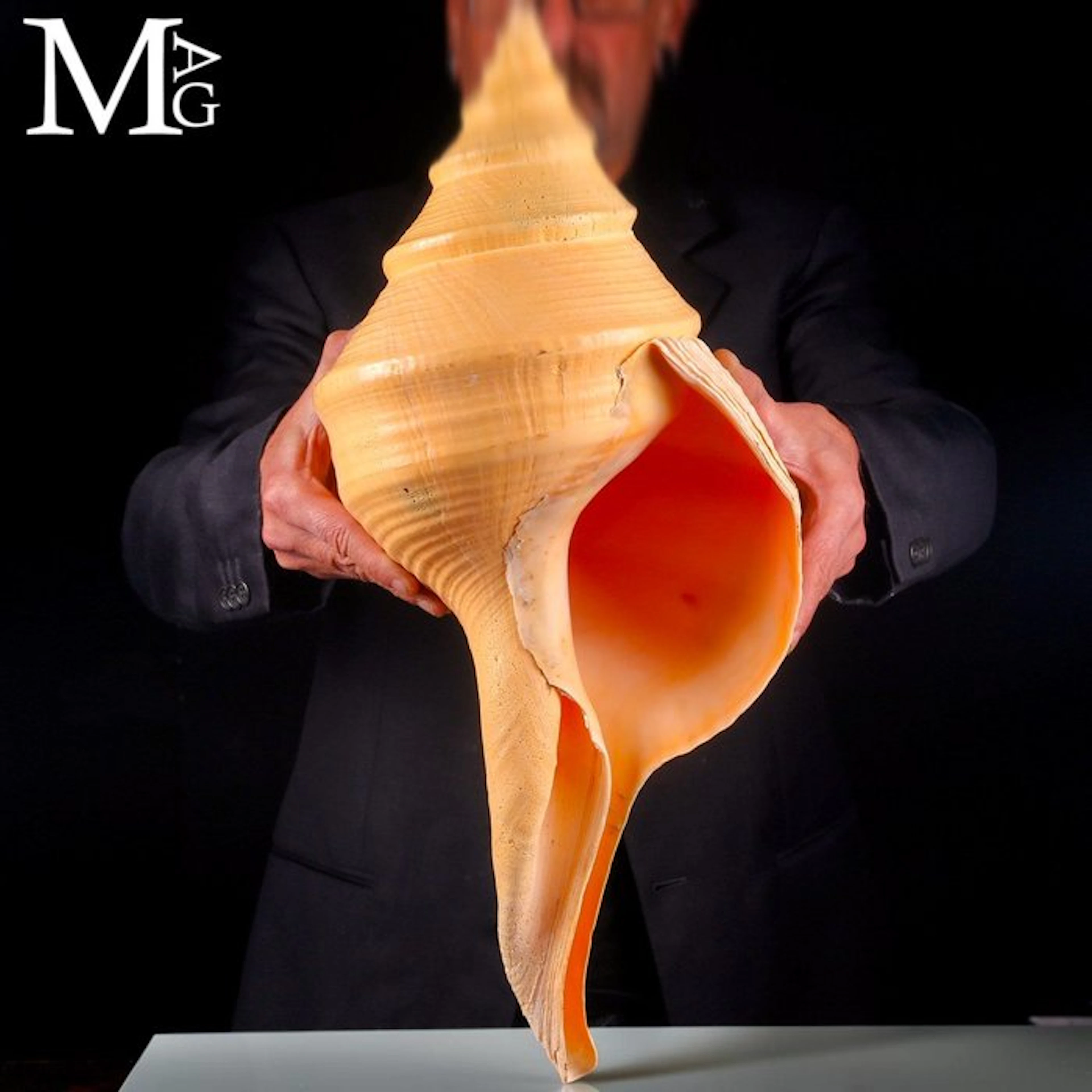 World's Largest Gastropod Shell - 565 mm! - Syrinx...