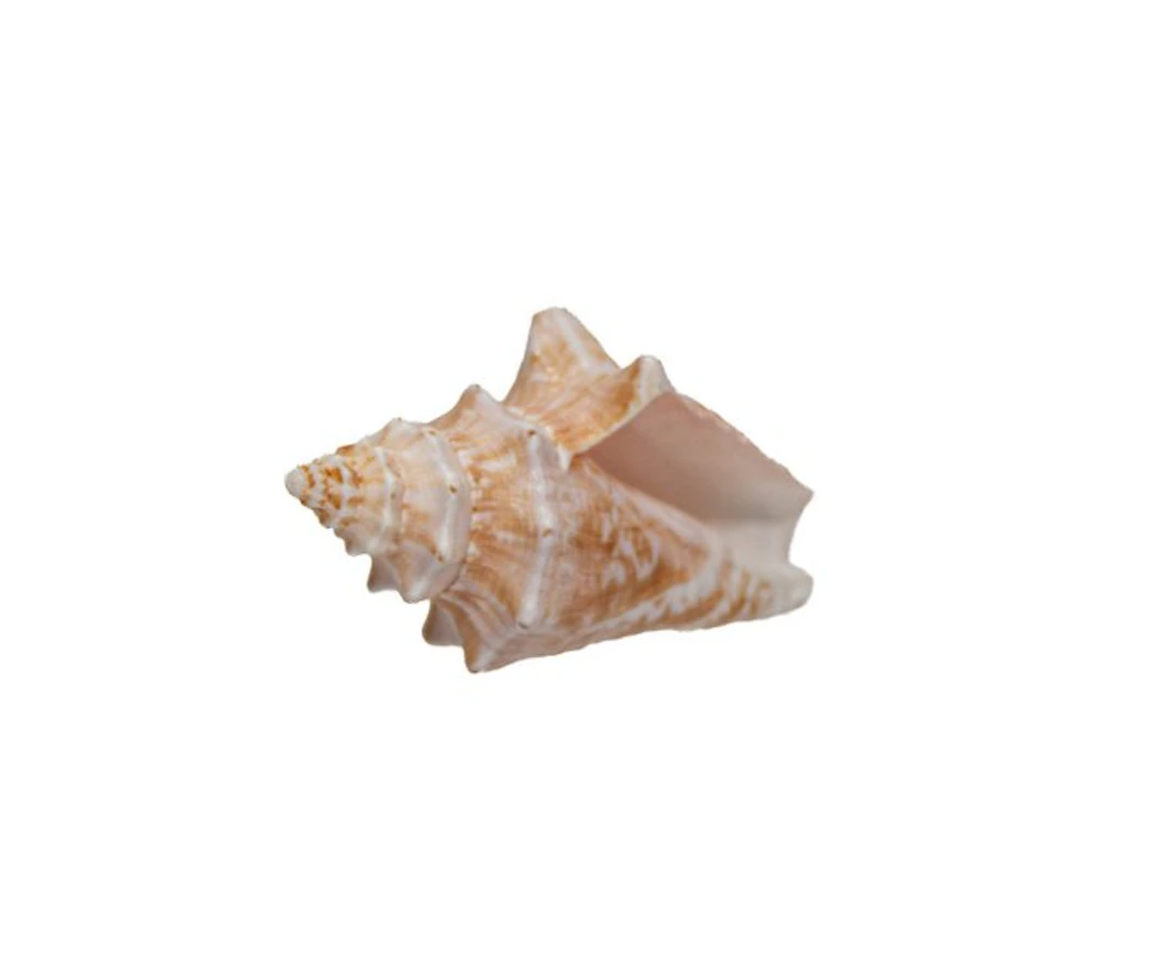 Royal Queen Conch: The iconic large river snail - Height: 5.5 cm- 0 g - (1)
