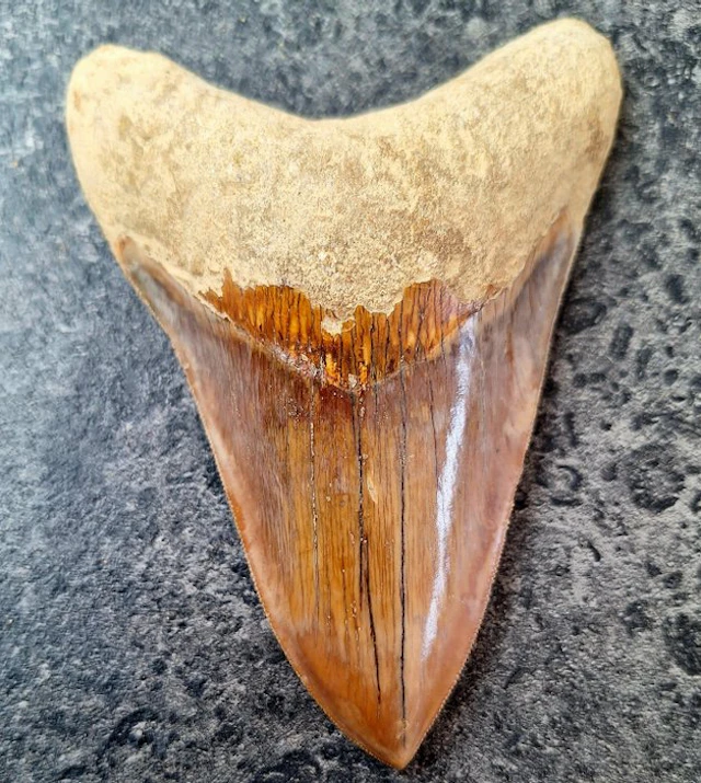 Megalodon - Fossil tooth - Otodus (Carcharocles) megalodon - 12.9 cm - 9.4 cm