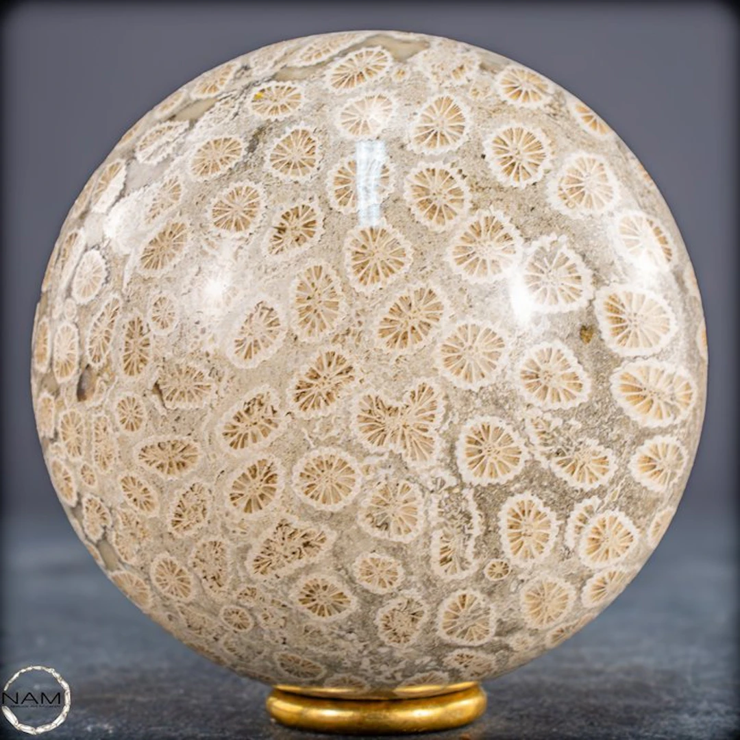 Natural fossil coral sphere from Australia – primeval...