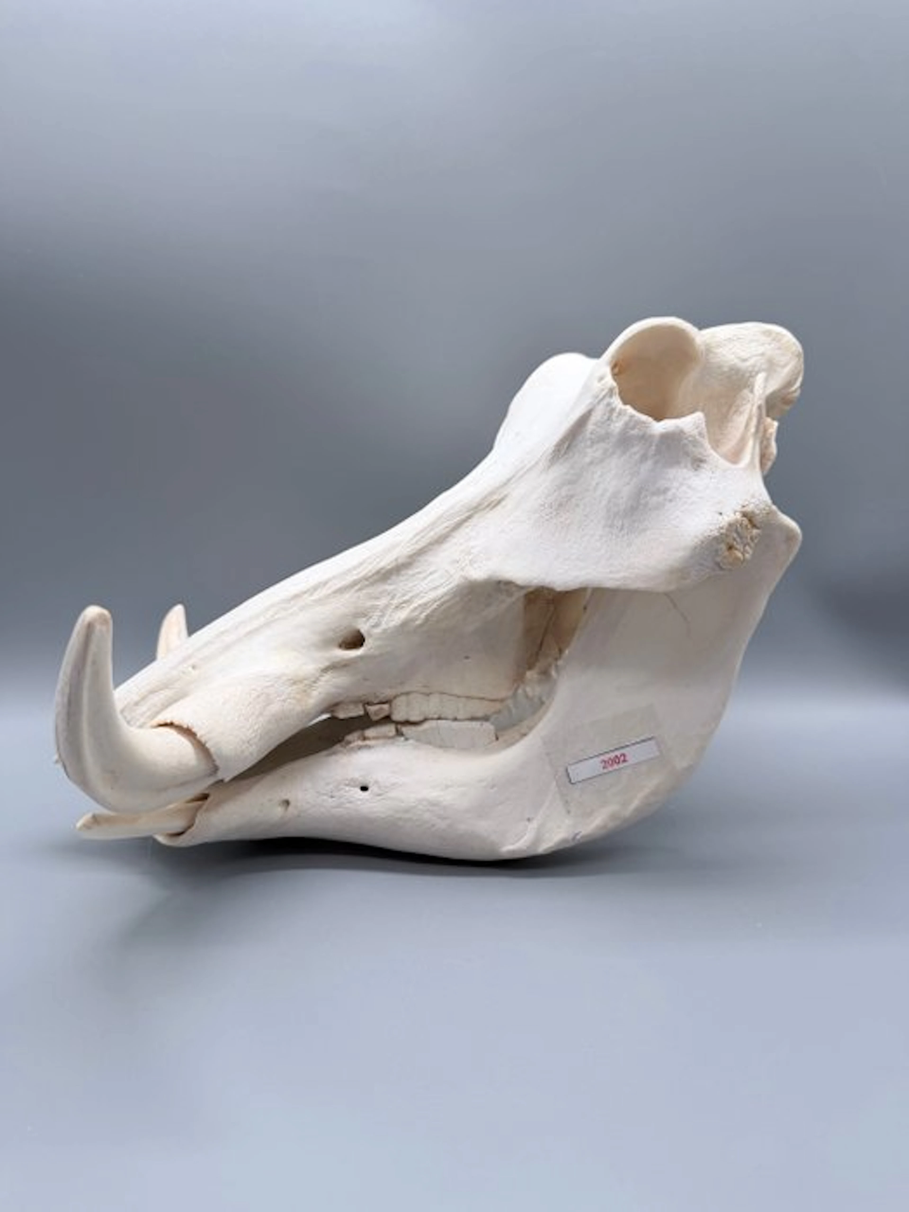 Warthog Skull - Phacochoerus africanus - 23 cm - 26 cm...