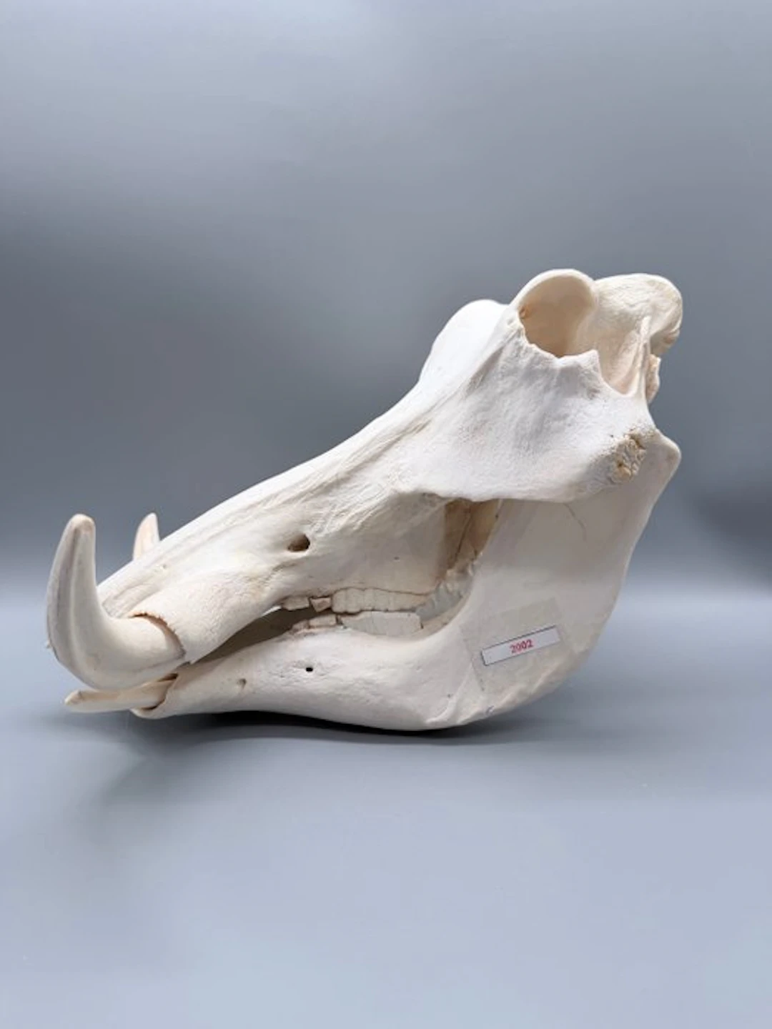 Warthog Skull - Phacochoerus africanus - 23 cm - 26 cm...