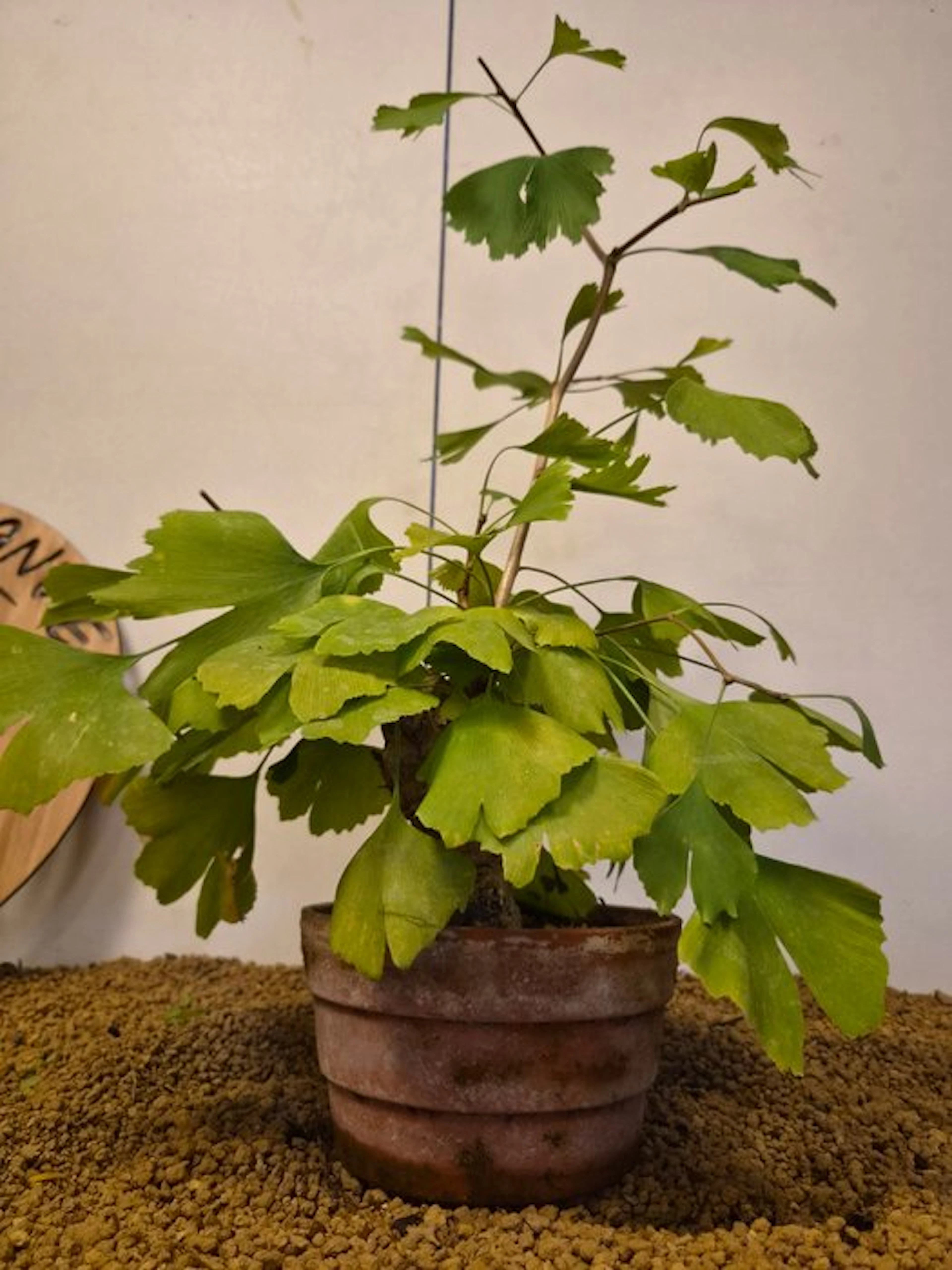 Ginkgo bonsai (Ginkgo biloba) - Height (Tree): 43 cm...